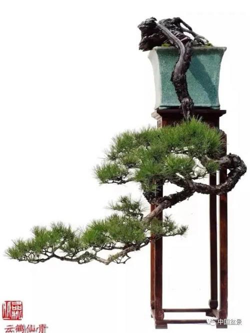 松树启示