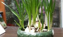 窗台上的蒜苗