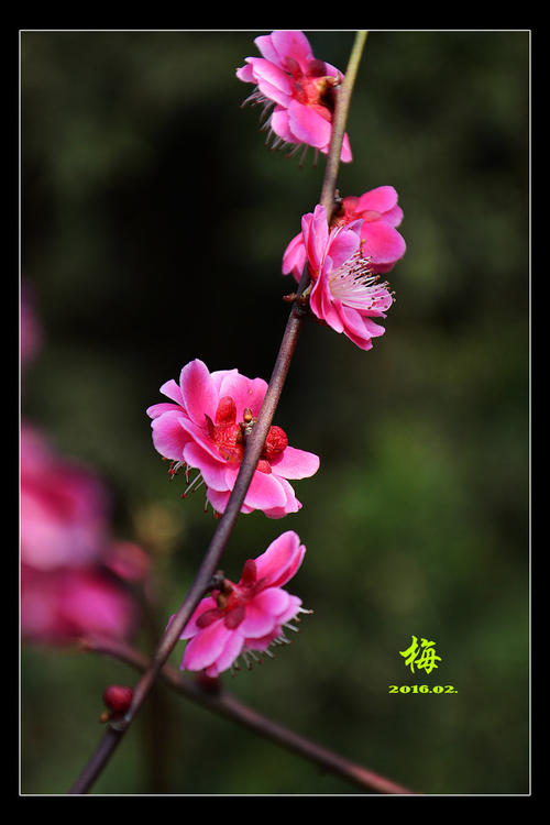 春季梅花