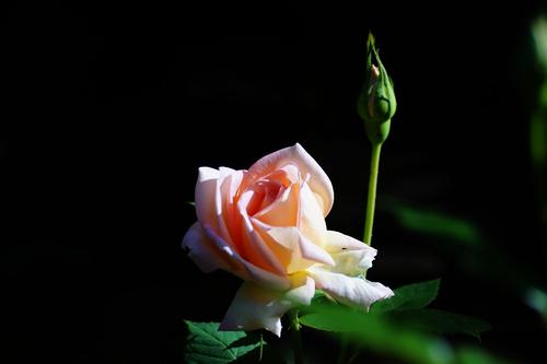 友谊花在雨中绽放