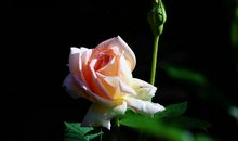 友谊之花在雨中绽放