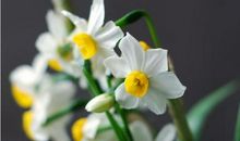 我爱家乡的水仙花