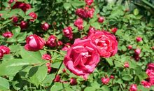 那是一朵败北的花