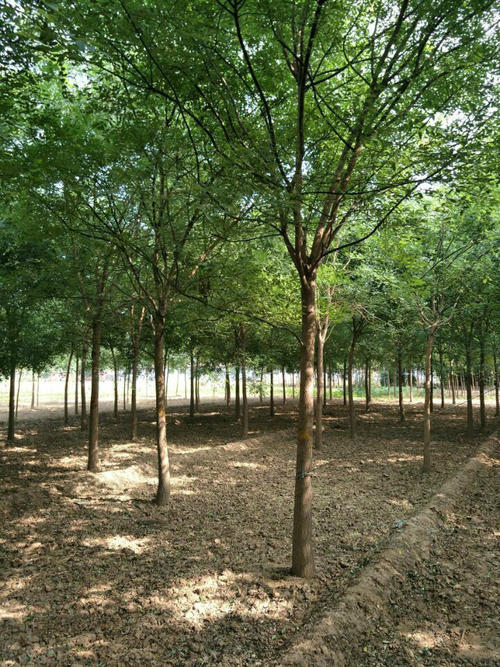 我的家人的榕树