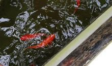 回归自然——读《寻找鱼王》有感