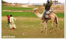 与骆驼亲密接触