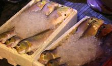 桑娜拉开帐子——《穷人》续写