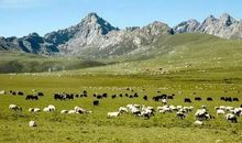 读《三只虫草》后感