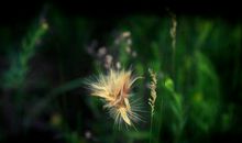 一花一世界，一草一精神