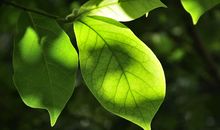 窗前，那一抹绿叶