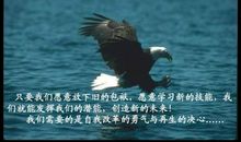 放下，何尝不是为了飞翔