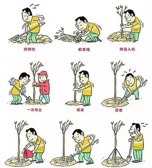 每个人都在种植树