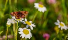 生命不易毋忘良知