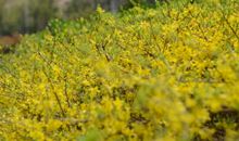 原来春天一直都在身边