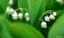 滑过心底的眼泪