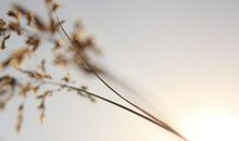 静，生命的意义