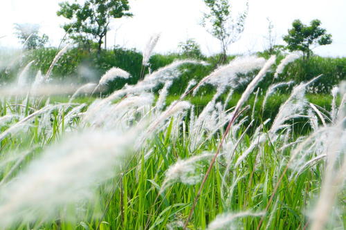 那野草