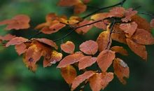 凉风起，秋意浓