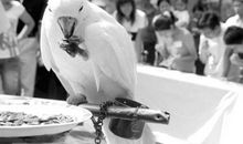 嗑瓜子比赛作文