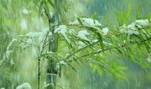 成全青竹变琼枝