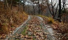 走在铺满落叶的道路上