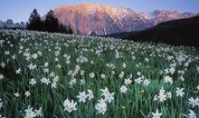 在心中种植一株水仙