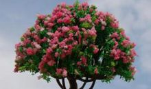 诚信是一棵会开花的树