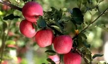 花开花落，梨香醉人