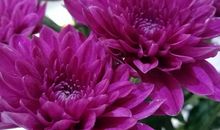 花儿开了高中作文