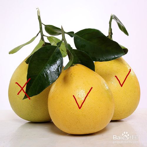 葡萄柚观察