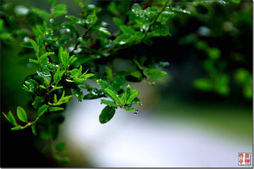 春雨