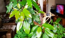 又是一年抽芽时