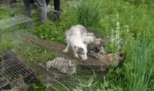 放生动物真的错了吗