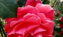 短暂花开芬芳永恒