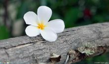 时光无情，流水有意