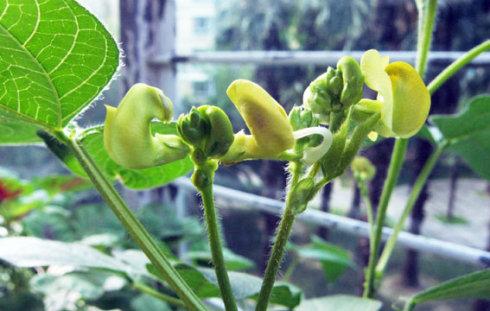 我种植青豆