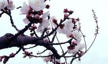 藏在杏花里的精彩