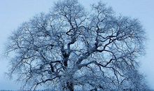 大自然的春夏秋冬