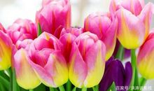 明天因刻苦而美丽