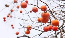 繁华大街中的暖意