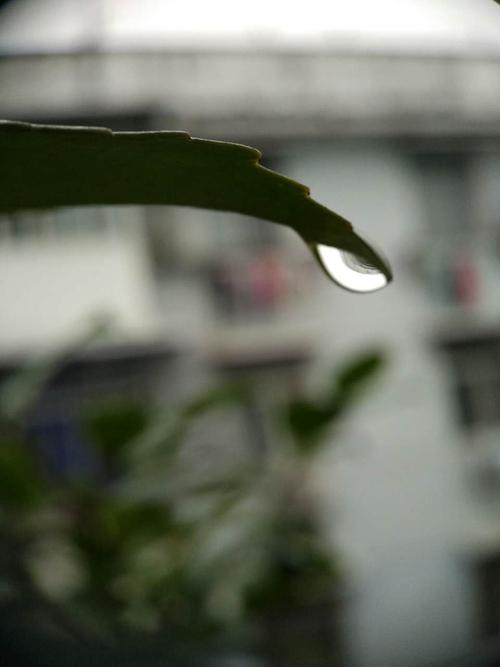 另一年秋天的雨
