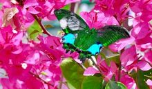 爱花就让花开在枝头