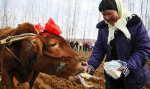 泡茶里的新鲜事