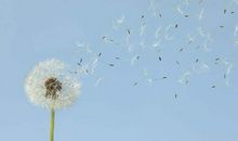 逝去的蒲公英