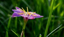 花香里的微感动