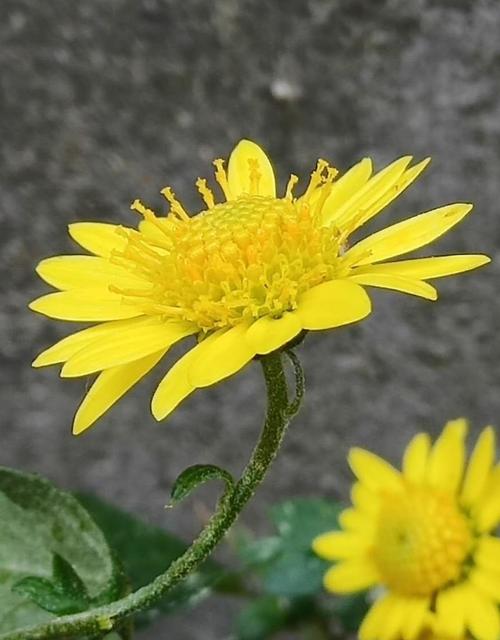 野生菊花