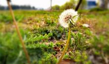 寻不到春天的阳光