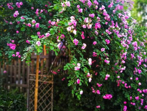 因为你，我会开一朵树花。