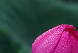 雨后_1200字