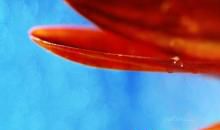 一滴露珠里的感动